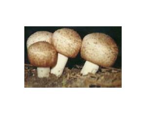 Brazilian mushrooma