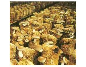 A corner of Mushroom Sheds