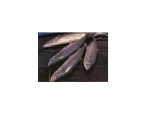 Frozen Spanish Mackerel